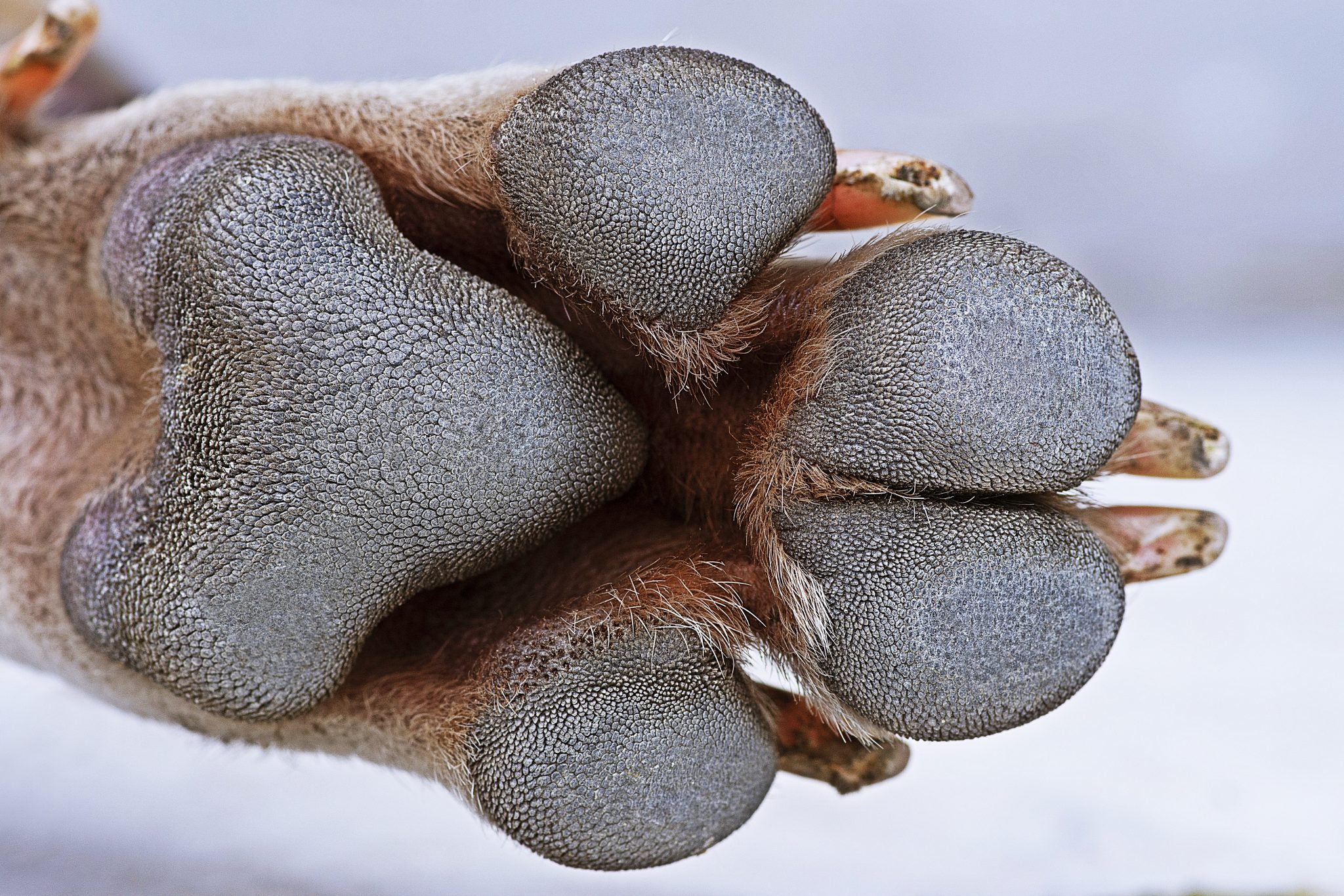 Stinky Paws Why Do My Pet's Feet Smell Like Frito's? All Creatures