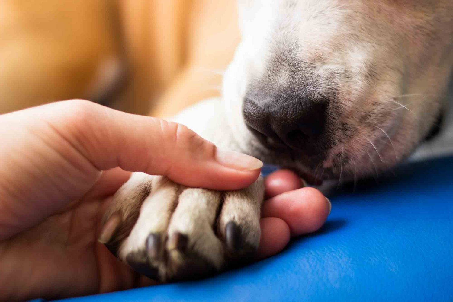 End of life care for pets is an important part of pet ownership