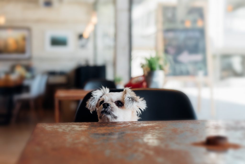 A dog peeking over the table