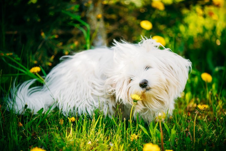 A white dog rolling around in a field