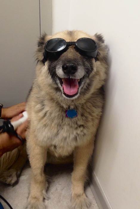 A dog wearing protective goggles
