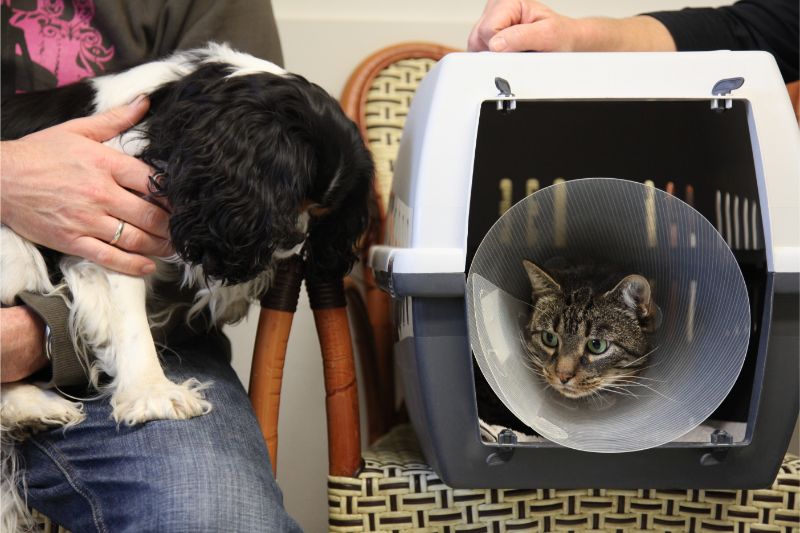 A dog meeting a cat in its carrier