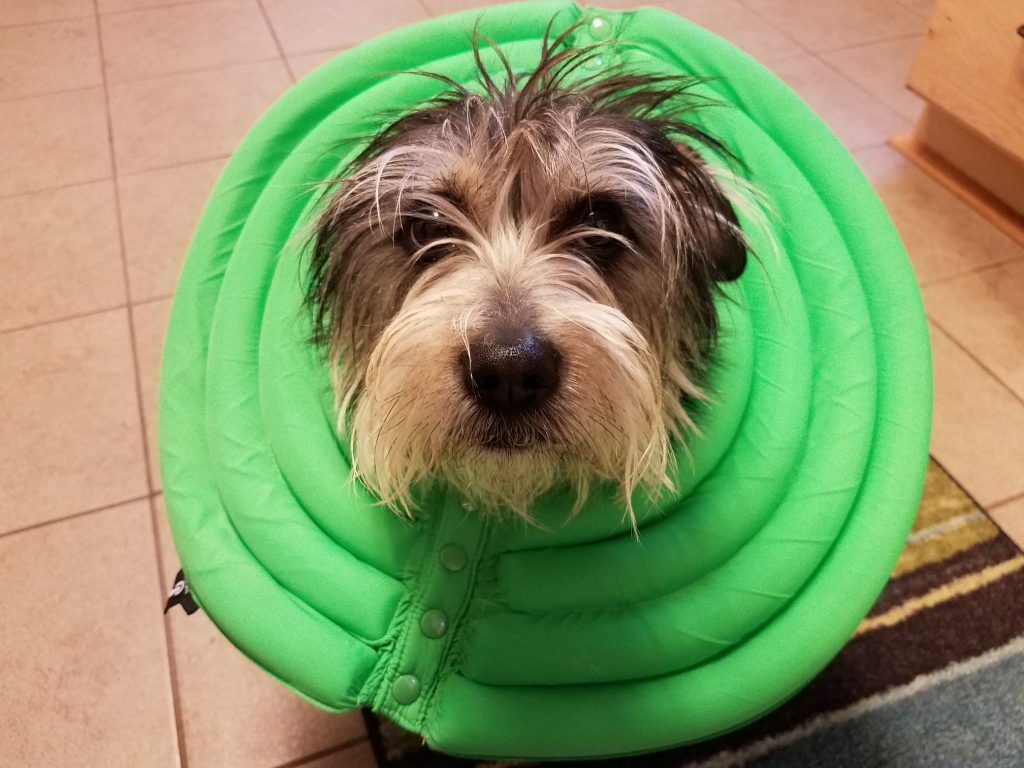 A dog in a green e-collar after surgery.
