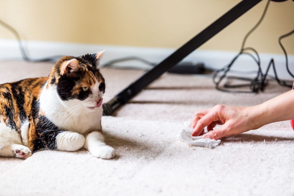 A person cleans up after a cat hairball. 