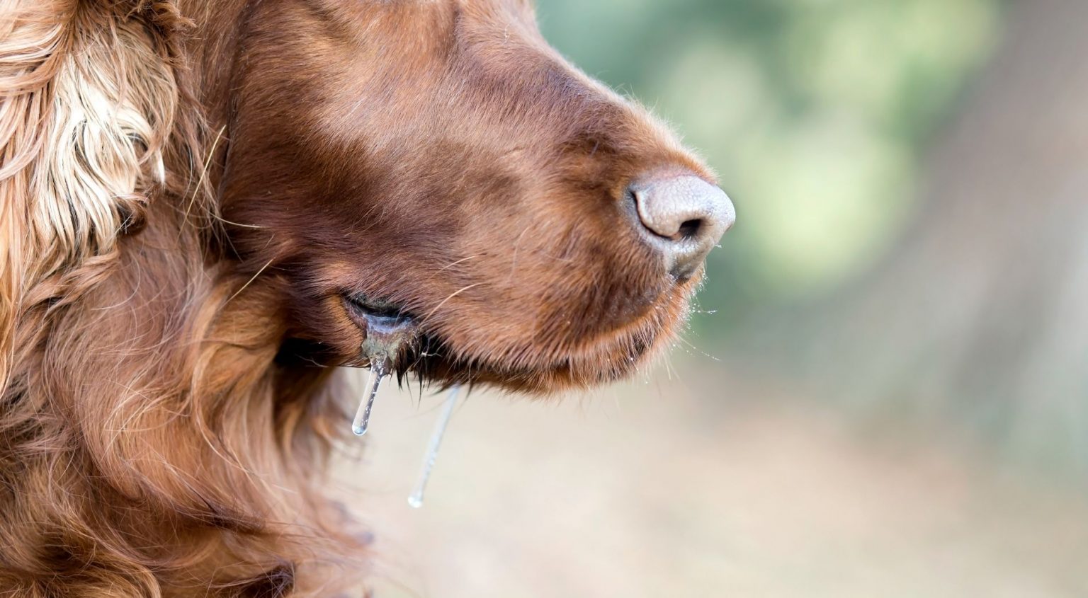 Why Dogs Slobber | All Creatures Veterinary Hospital | Brooklyn, NY