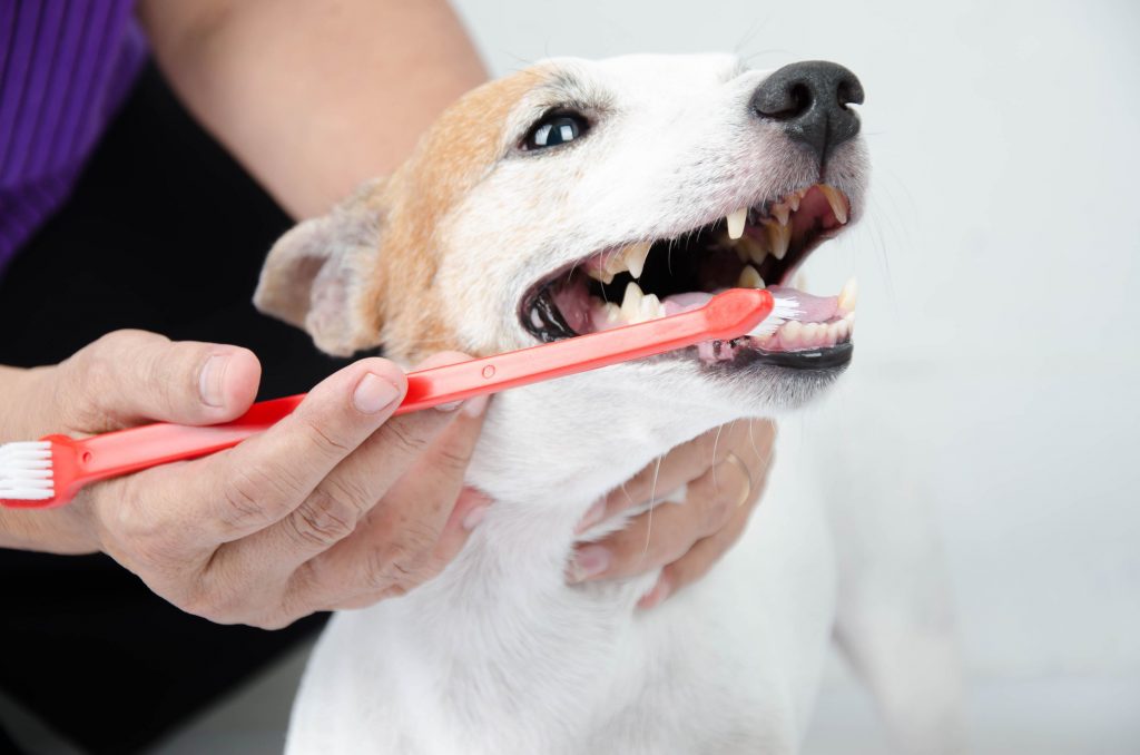 Dog tooth brushing dental care.