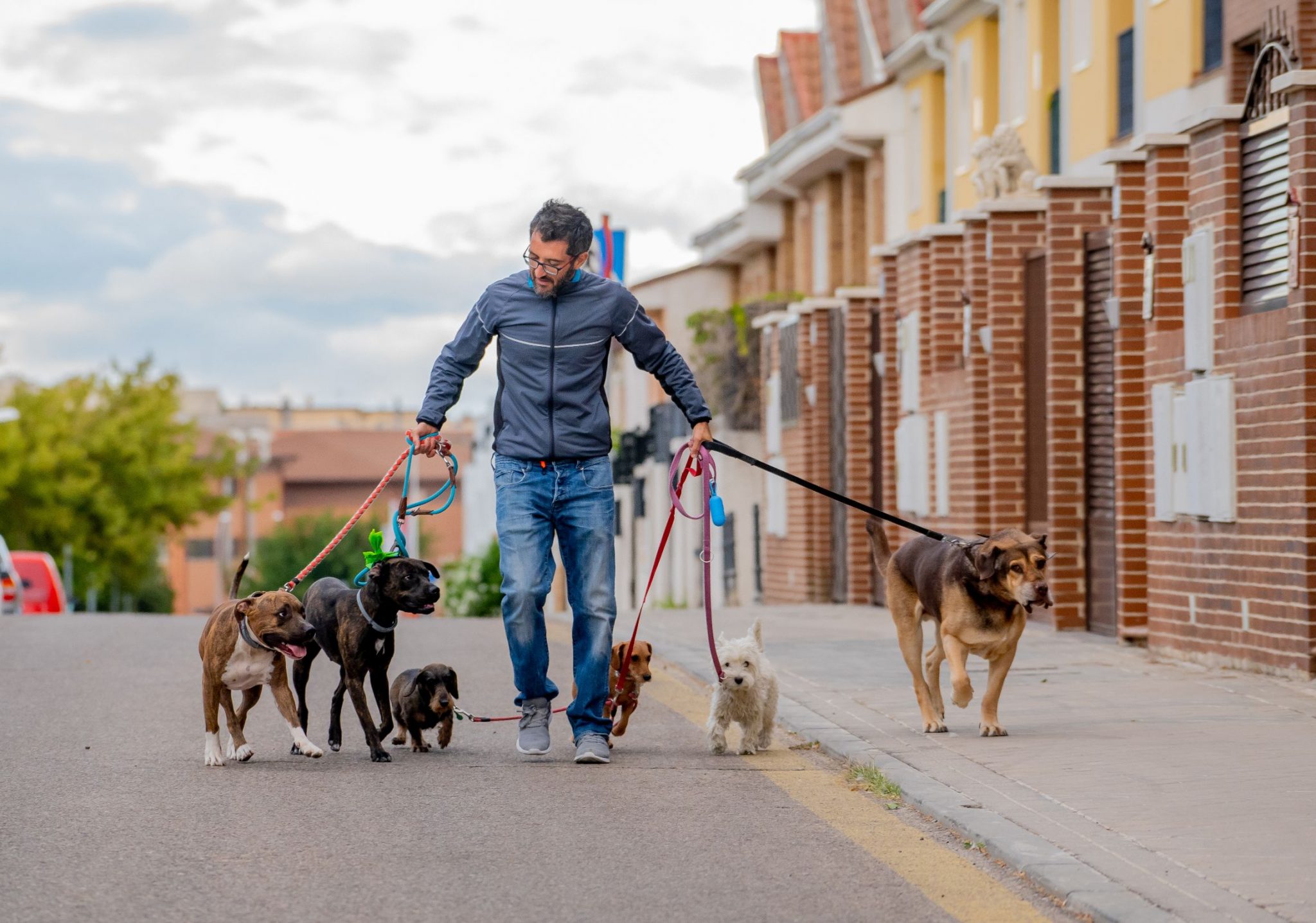 What to Know About Dog Walkers in Brooklyn | All Creatures Veterinary 