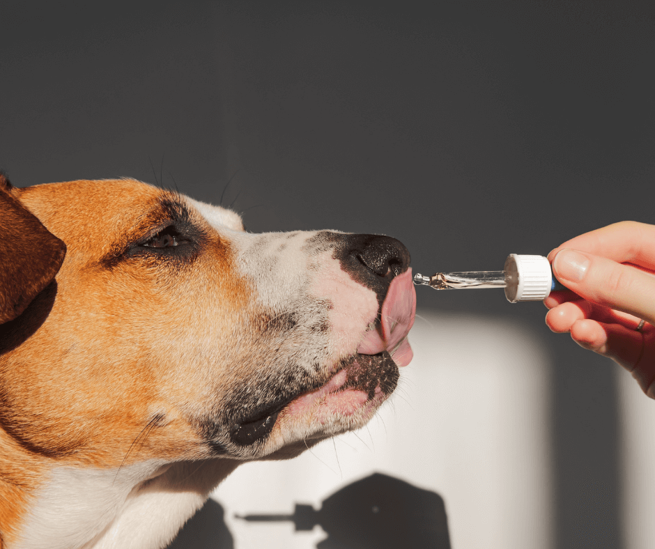 Choosing a Dog Collar or Dog Harness - Tipp Veterinarian Hospital